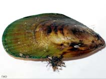 Pecan_u0.jpg
