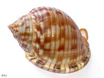 Phgra_u2.jpg