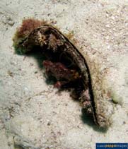 Pleph_u1.jpg