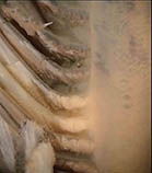 Ptcal_u4.jpg