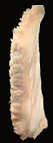 Ptdof_u4.jpg