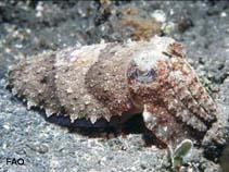 Seacu_u0.jpg