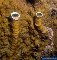Secol_u1.jpg