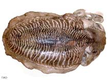Sepha_u0.jpg