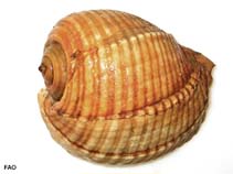 Togal_u0.jpg
