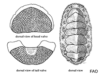 Image of Cryptoconchus porosus (Butterfly chiton)