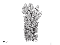 Image of Acropora florida (Branch coral)