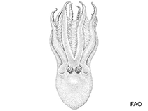 Image of Amphitretus pelagicus (Telescope octopod)