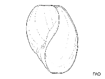 Image of Hydatina zonata (Zoned paper bubble)