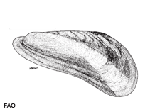Image of Arcuatula arcuatula (Arcuate mussel)