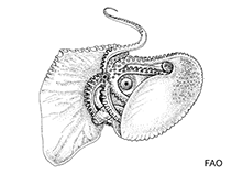 Image of Argonauta hians (Winged argonaut)