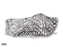 Image of Arca navicularis (Indo-Pacific ark)