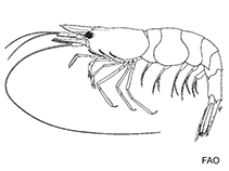 Image of Atyopsis spinipes (Soldier brush shrimp)