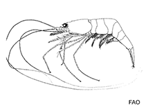Image of Barbouria cubensis (Red cave shrimp)