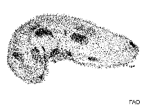 Image of Bohadschia marmorata (Chalky cucumber)