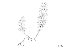 Image of Ptilonia magellanica (Magellanic ptilonia)