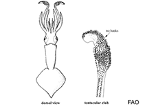 Image of Brachioteuthis beani 