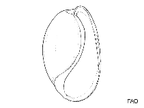 Image of Bulla gemma (Jewel bubble)