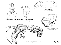 Image of Biffarius biformis (Biform ghost shrimp)