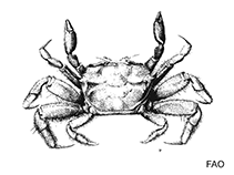 Image of Paracleistostoma depressum (Red silt crab)