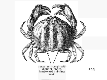Image of Calappa pelii (Spiny box crab)