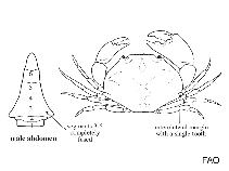 Image of Carpilius corallinus (Batwing coral crab)