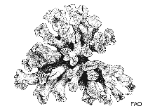 Image of Bourneotrochus stellulatus 