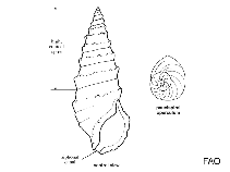 Image of Clypeomorus pellucida (Pellucid cerith)