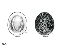 Image of Cellana testudinaria (Turtle limpet)