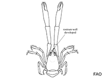 Image of Gastroptychus formosus (Splendid yeti squat lobster)