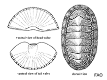 Image of Chiton magnificus (Liquorice sea cradle)