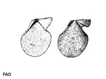 Image of Talochlamys multistriata (Dwarf fan shell)