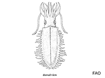 Image of Chtenopteryx canariensis (Canaries comb-finned squid)