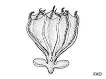 Image of Cirrothauma magna (Large cirroctopod)