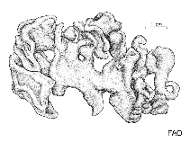 Image of Codium fernandezianum 