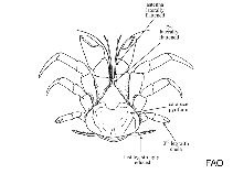 Image of Coenobita perlatus (Strawberry hermit crab)
