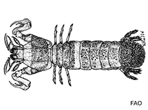 Image of Neocoronida martensi 