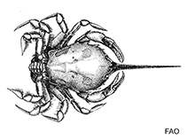 Image of Gomeza bicornis (Masked burrowing crab)