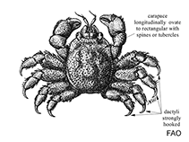 Image of Utinomiella dimorpha (Kahe point crab)