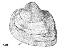 Image of Cucullaea labiata (Hooked ark)