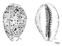 Image of Erosaria eburnea (Ivory cowry)