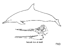 Image of Sousa sahulensis (Australian humpback dolphin)