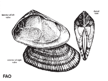 Image of Donax denticulatus (Common Caribbean Donax)