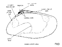 Image of Egeria concamerata 