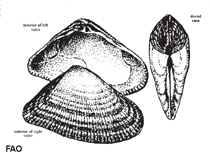 Image of Donax striatus (Striate Donax)