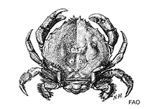 Image of Cryptodromiopsis antillensis (Hairy sponge crab)