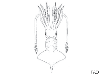 Image of Enoploteuthis anapsis (Starlit enope squid)