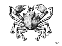 Image of Pitho anisodon (Oval urn crab)
