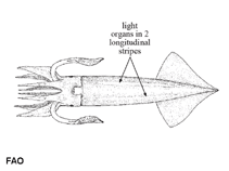 Image of Eucleoteuthis luminosa (Luminous flying squid)