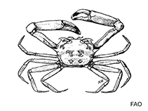 Image of Carcinoplax longimanus (Long-armed crab)